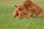 Poodle Puppy for Sale in UAE – 8 Weeks Old - الصورة 3