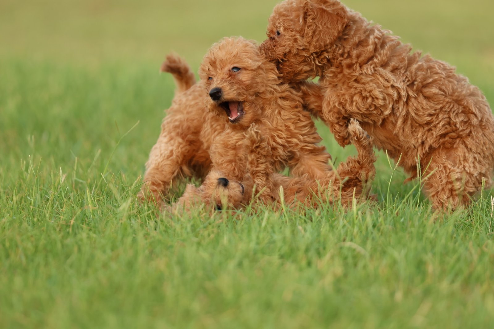 2025_07_17_04_29_IMG_0115.jpg Poodle Puppy for Sale in UAE – 8 Weeks Old - الصورة 3
