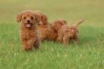 Poodle Puppy for Sale in UAE – 8 Weeks Old - الصورة 2