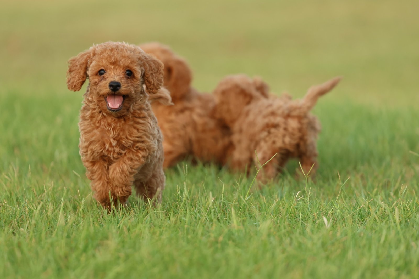 2025_07_17_04_30_IMG_0114.jpg Poodle Puppy for Sale in UAE – 8 Weeks Old - الصورة 2