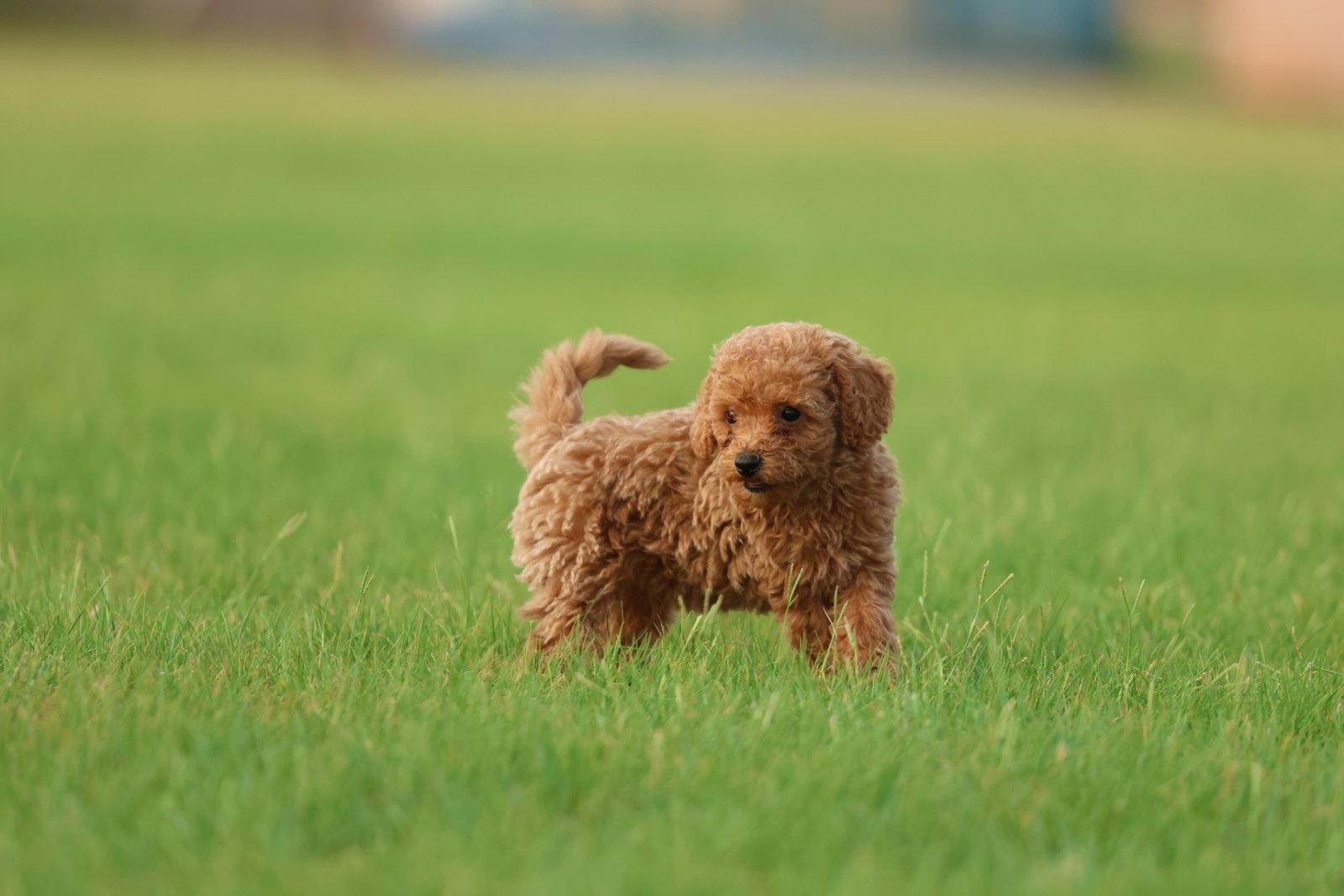 2025_07_17_04_33_IMG_0019.jpg Poodle Puppy for Sale in UAE – 8 Weeks Old - الصورة 4