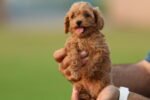 Poodle Puppy for Sale in UAE – 8 Weeks Old - الصورة 5