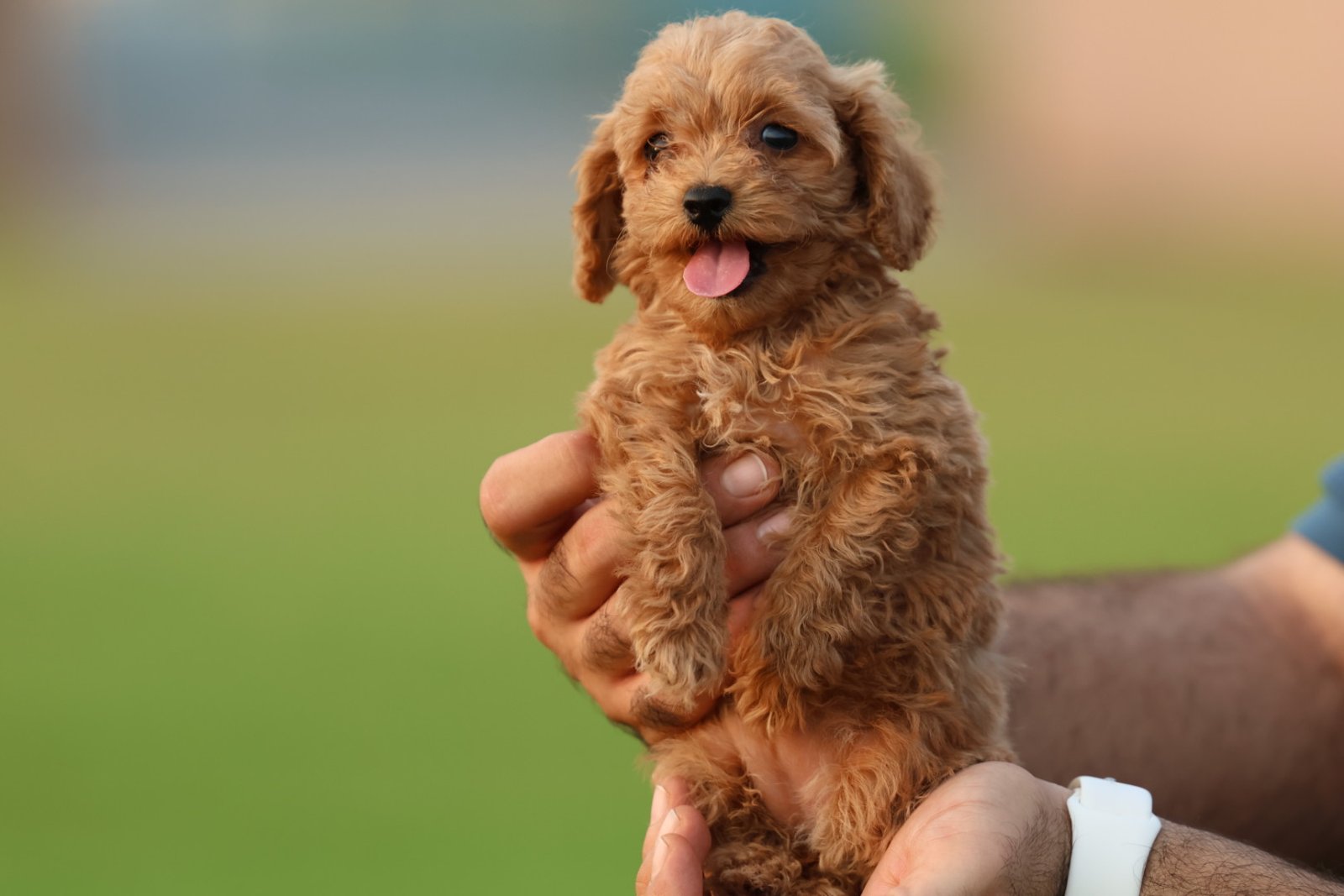 2025_07_17_04_35_IMG_0103.jpg Poodle Puppy for Sale in UAE – 8 Weeks Old - الصورة 5