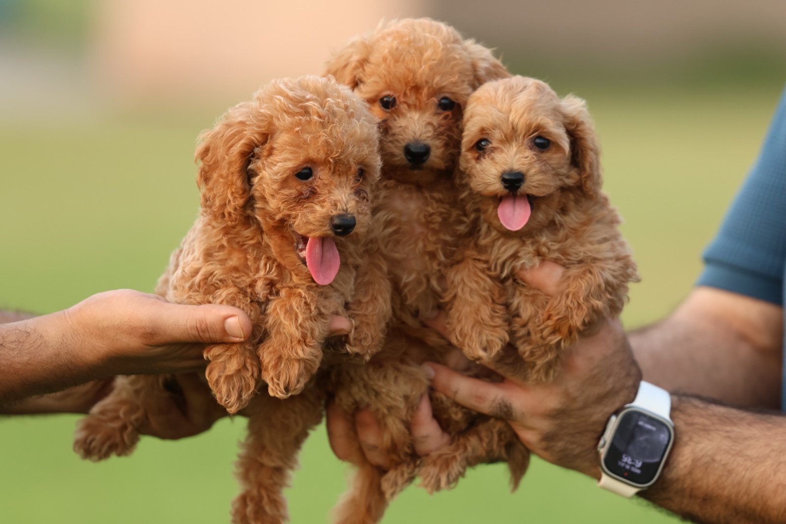 2025_07_17_04_36_IMG_0101.jpg Poodle Puppy for Sale in UAE – 8 Weeks Old - الصورة 1