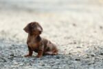 Dachshund Puppy for Sale in UAE – 8 Weeks Old - الصورة 2