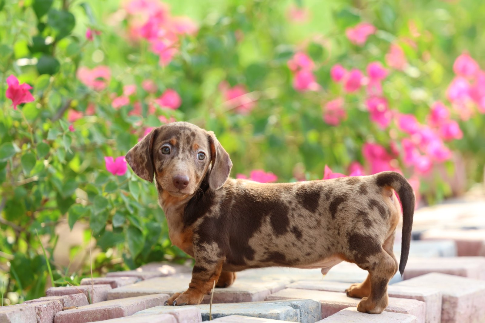 2025_07_26_02_17_IMG_0459.jpg Dachshund Puppy for Sale in UAE – 8 Weeks Old - الصورة 4