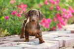 Dachshund Puppy for Sale in UAE – 8 Weeks Old - الصورة 5