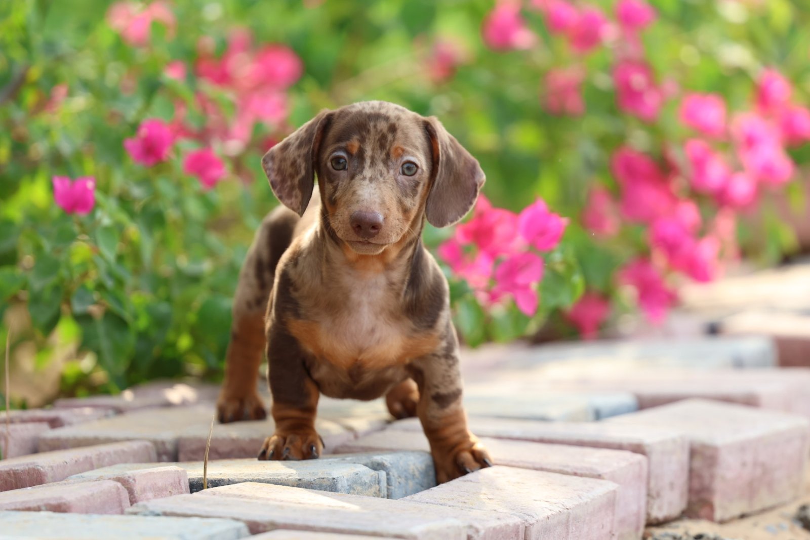 2025_07_26_02_17_IMG_0471.jpg Dachshund Puppy for Sale in UAE – 8 Weeks Old - الصورة 5