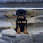 كلب روت وايلر للبيع في الإمارات - عمره 10 أسابيع