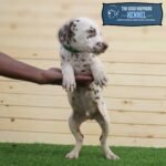 ⁦Dalmatian⁩ - الصورة ⁦8⁩