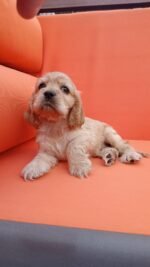 ⁦Cocker Spaniel Puppies⁩ - الصورة ⁦4⁩