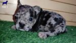 Blue Merle French Bulldog - الصورة 3
