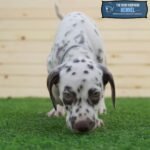 ⁦Dalmatian⁩ - الصورة ⁦6⁩