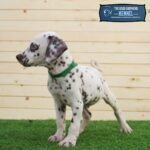 ⁦Dalmatian⁩ - الصورة ⁦7⁩