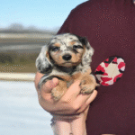 Dachshund Puppy for Sale in UAE – 8 Weeks Old