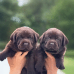 كلب لابرادور ريتريفر للبيع في الإمارات عمره 9 أسابيع