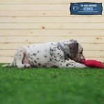 ⁦Dalmatian⁩ - الصورة ⁦5⁩