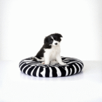 كلب بوردر كولي للبيع في الإمارات – عمره 9 أسابيع