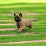 كلب مالينو البلجيكي للبيع في الإمارات - عمره 10 أسابيع