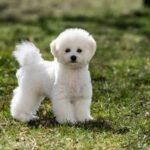 Bichon Frise Puppies
