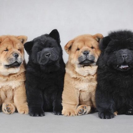 Chow Chow Puppies