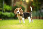 Beagles Puppies
