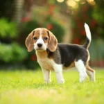 Beagles Puppies