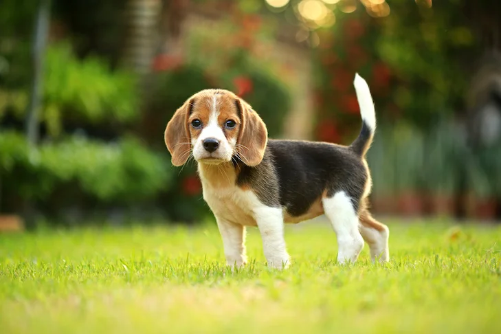 Beagle-puppy-standing-in-the-grass-1.webp Beagles Puppies - الصورة 1
