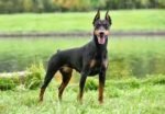 Doberman Pinscher Puppies- European Parents