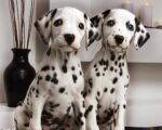 Dalmatian