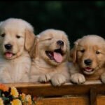 Golden Retriever Puppies