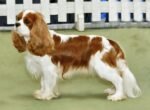 Cavalier King Charles Spaniel Puppies (imported)
