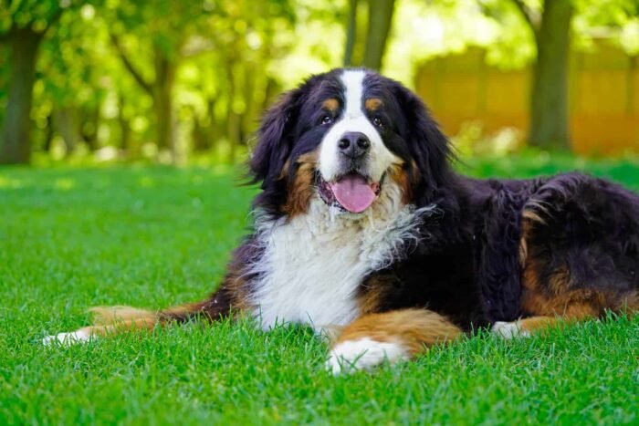 ⁦Bernese Mountain Puppies⁩ - الصورة ⁦1⁩