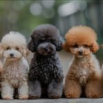 Red Toy Poodle Puppies