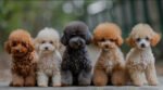 Red Toy Poodle Puppies