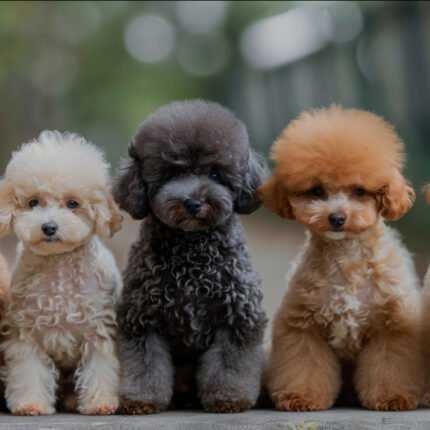 Red Toy Poodle Puppies