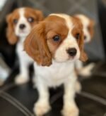 ⁦Cavalier King Charles Spaniel Puppies (imported)⁩ - الصورة ⁦2⁩