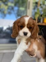 ⁦Cavalier King Charles Spaniel Puppies (imported)⁩ - الصورة ⁦3⁩