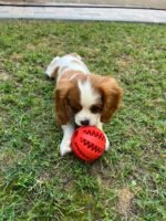 ⁦Cavalier King Charles Spaniel Puppies (imported)⁩ - الصورة ⁦4⁩