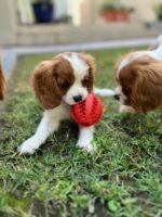 ⁦Cavalier King Charles Spaniel Puppies (imported)⁩ - الصورة ⁦5⁩