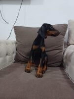 ⁦Doberman Pinscher Puppies- European Parents⁩ - الصورة ⁦2⁩