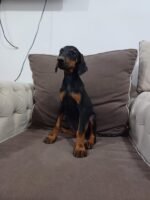 ⁦Doberman Pinscher Puppies- European Parents⁩ - الصورة ⁦3⁩
