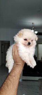 ⁦Imported Pomeranian⁩ - الصورة ⁦2⁩