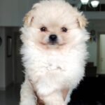 Imported Pomeranian