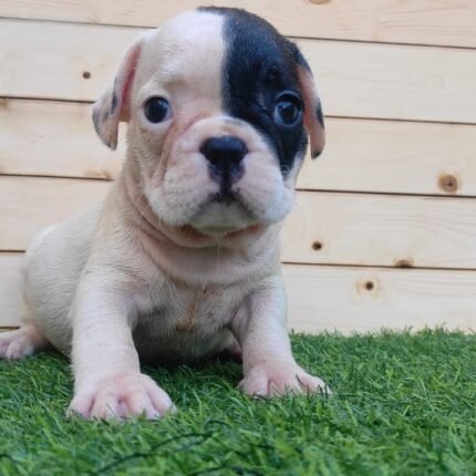 Frenchies Puppies