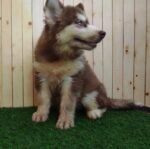 ⁦Husky Puppies⁩ - الصورة ⁦3⁩