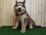 Husky Puppies