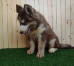⁦Husky Puppies⁩ - الصورة ⁦2⁩