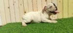 Frenchies Puppies - الصورة 6