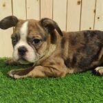 Merle Tan Frenchies Puppies